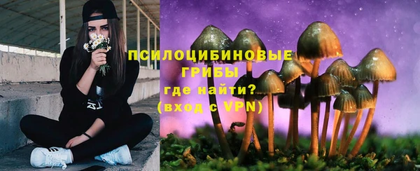 прущие грибы Елизово